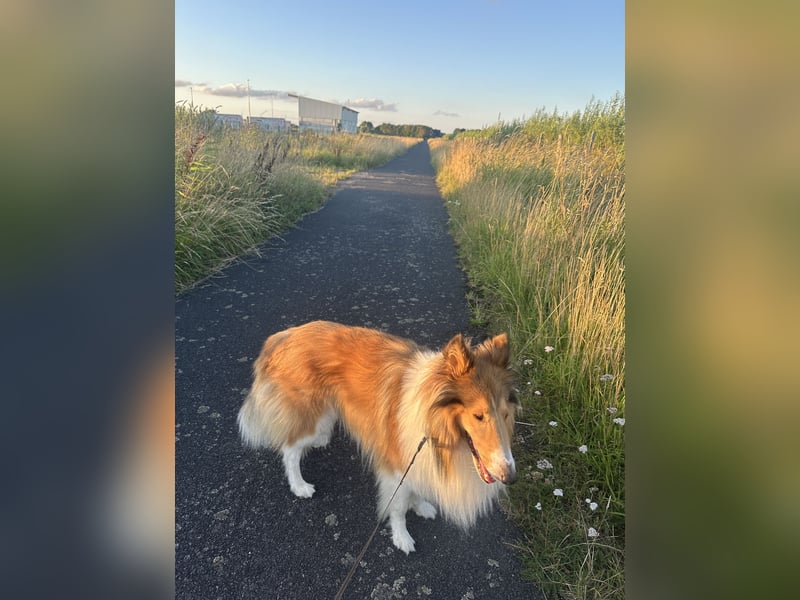 Liebevoller Collie sucht ein neues zu Hause