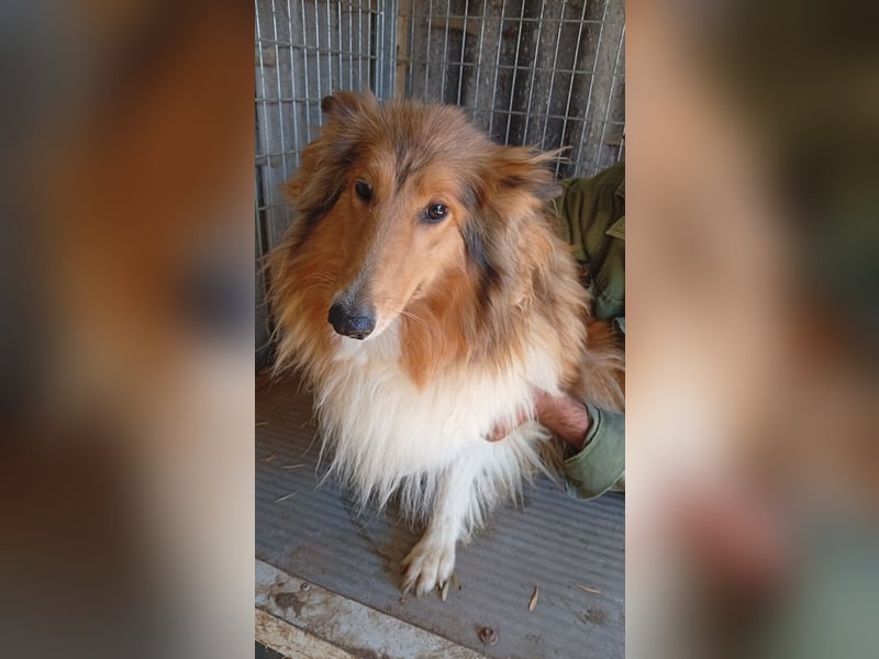 Lesszi, bildhübsche junge Colliehündin geb. 09/2024