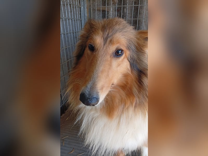 Lesszi, bildhübsche junge Colliehündin geb. 09/2024