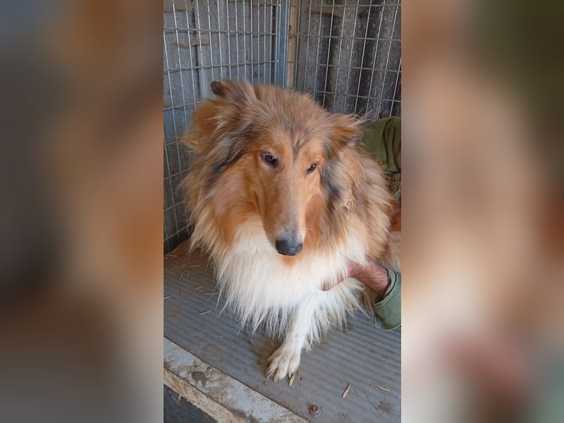 Lesszi, sensible Collie Hündin geb. 09/2024