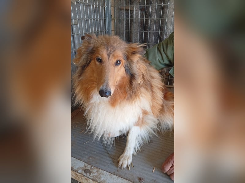 Lesszi, bildhübsche junge Colliehündin geb. 09/2024