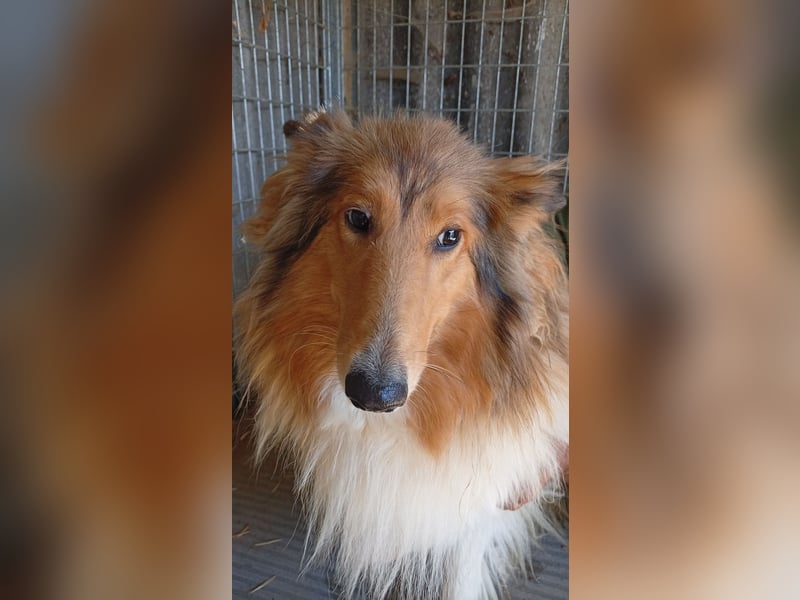 Lesszi, bildhübsche junge Colliehündin geb. 09/2024