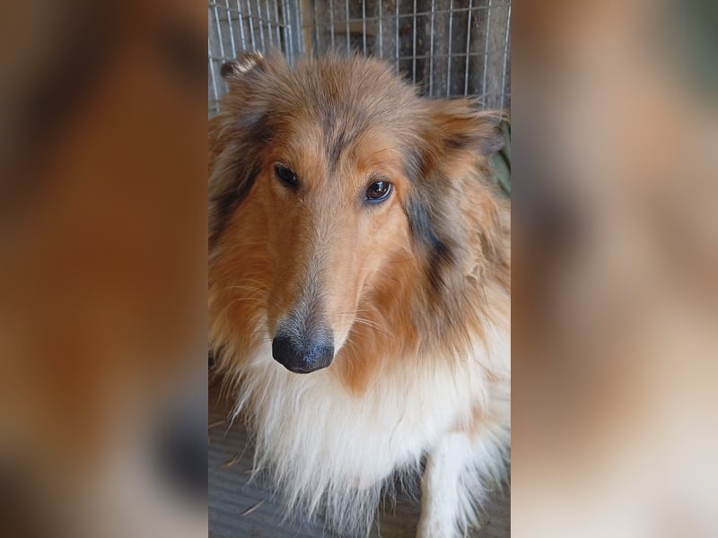Lesszi, bildhübsche junge Colliehündin geb. 09/2024