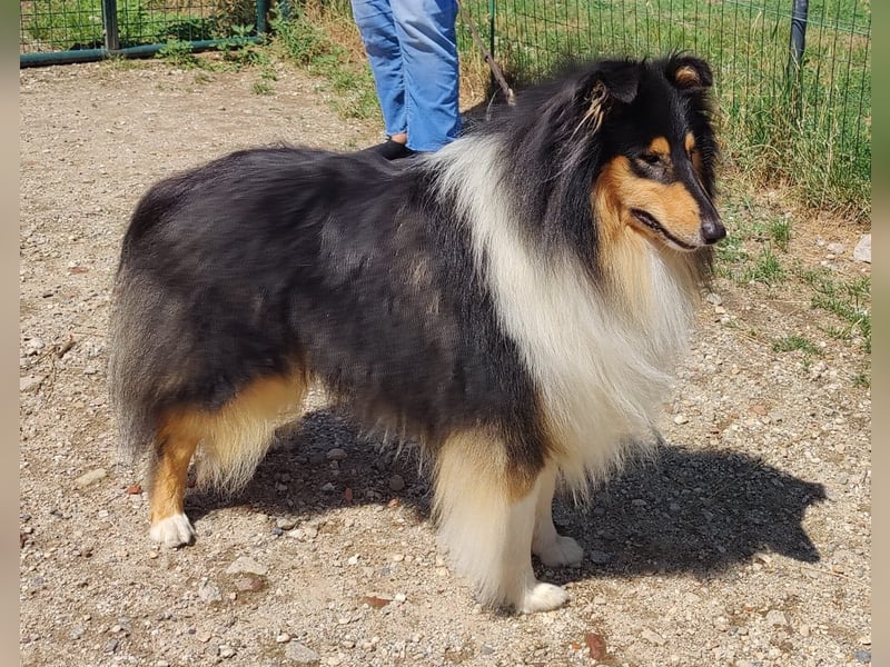 Collie Rüde tricolor
