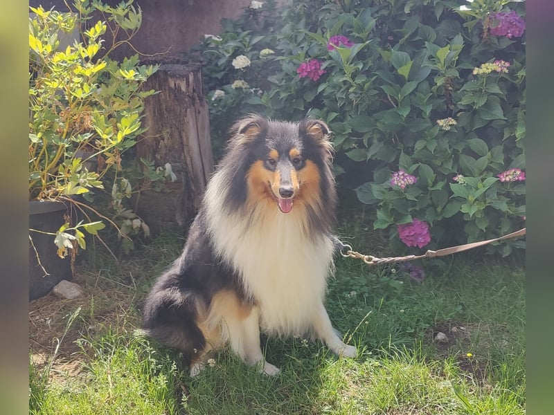 Collie Rüde tricolor