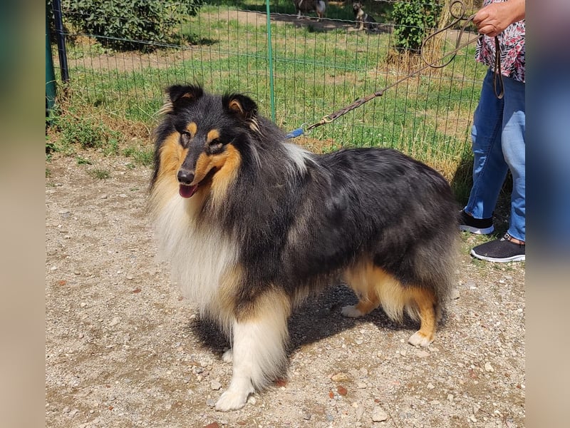 Collie Rüde tricolor