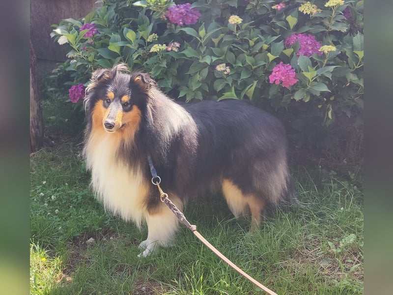 Collie Rüde tricolor