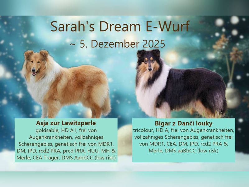 Collie Welpen aus TOP Verpaarung mit ausgezeichneten Gesundheitswerten