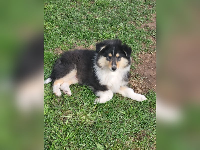 Colliewelpen mit Papiere