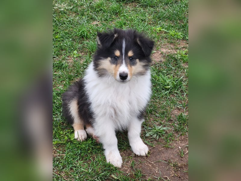 Colliewelpen mit Papiere
