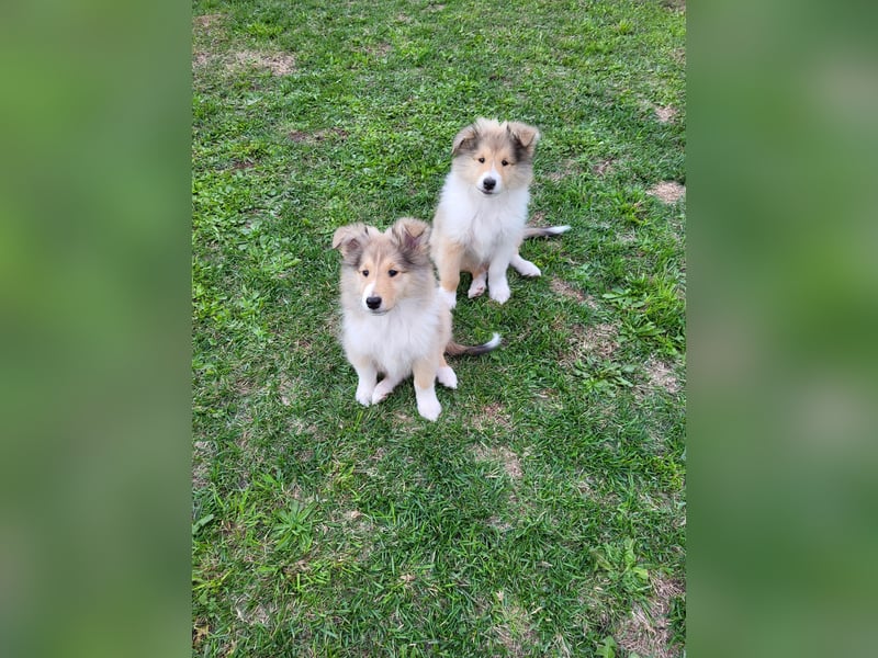 Colliewelpen mit Papiere