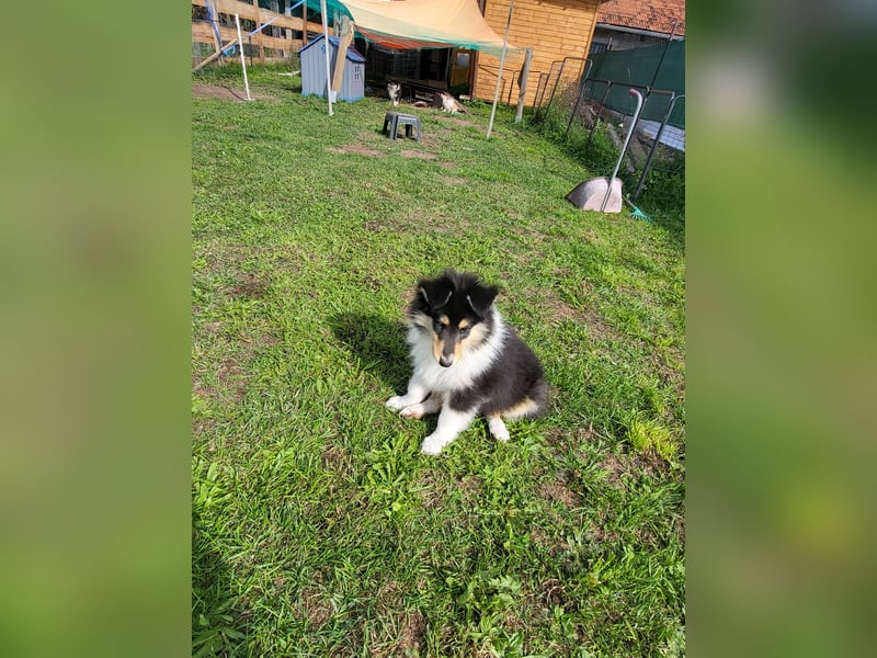 Colliewelpen mit Papiere