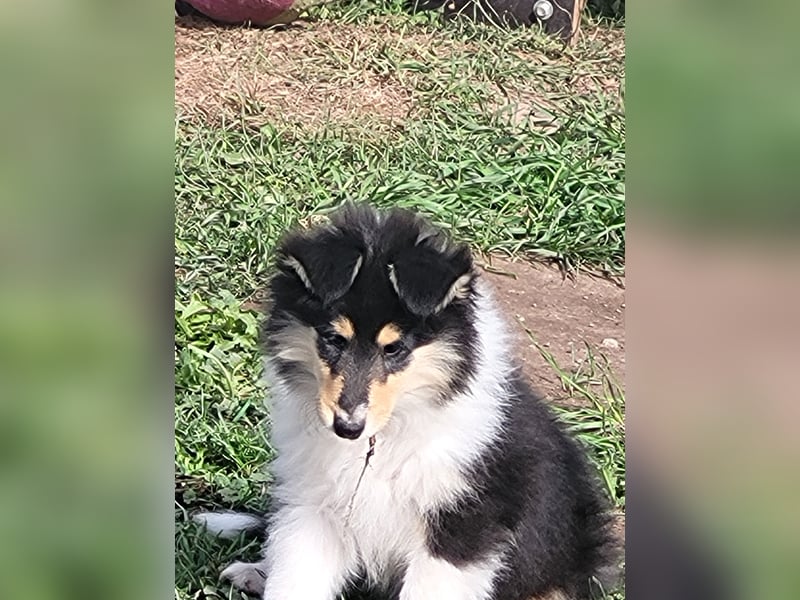 Colliewelpen mit Papiere