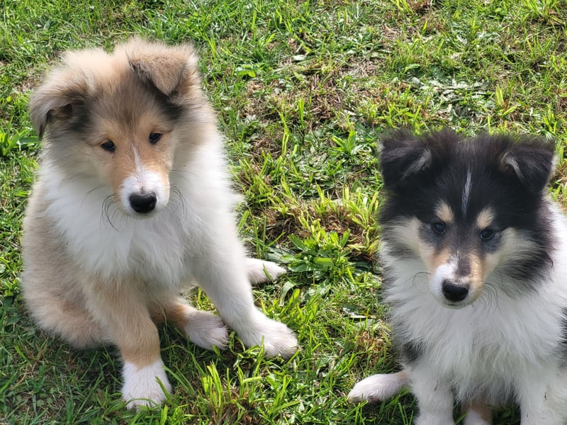 Colliewelpen mit Papiere