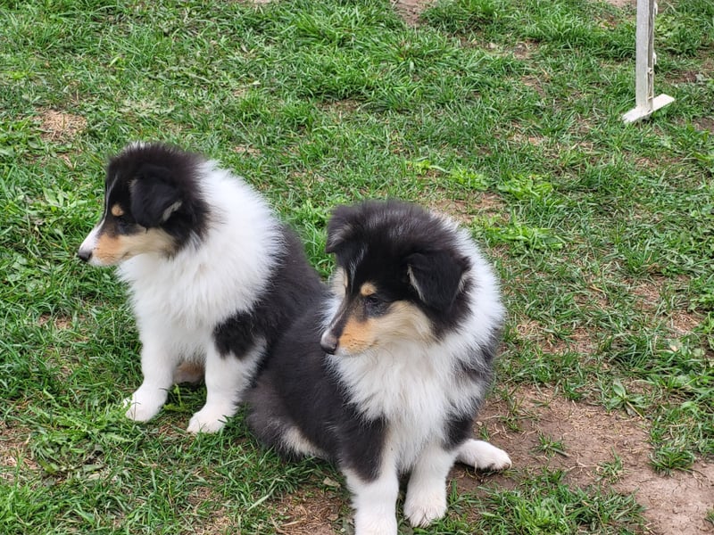 Colliewelpen mit Papiere