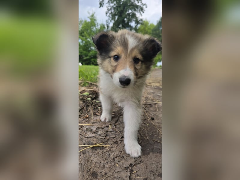 Collie Rüden 
