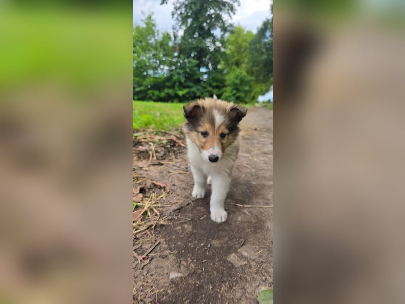 Collie Rüden 
