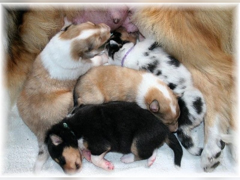 Langhaar Collie Wurf Colliewelpe amerikanische Colliewelpen  in  NRW