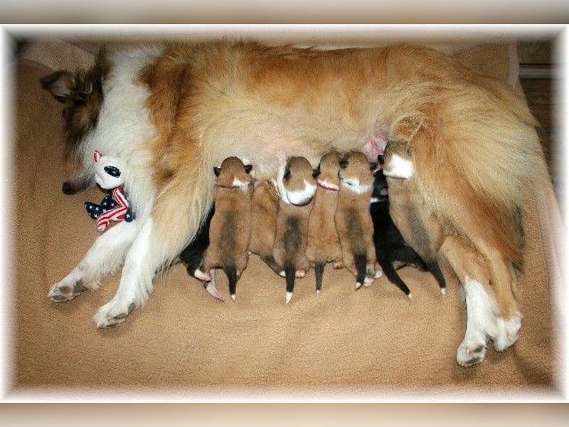 amerikanisch gezogene VDH Colliewelpen sable und tricolor /NRW