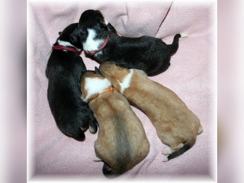 amerikanisch gezogene VDH Colliewelpen sable und tricolor /NRW