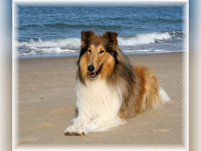 amerikanischer Colliewelpe, Rüdenwelpe, VDH -Papiere, geimpft, gechipt