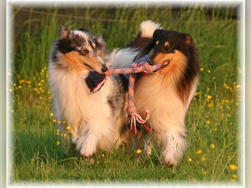 amerikanische Colliewelpen ab September abzugeben Rough Collie VDH
