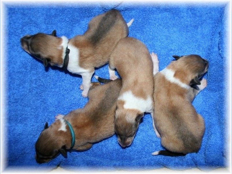 amerikanisch gezogene VDH Colliewelpen sable und tricolor /NRW