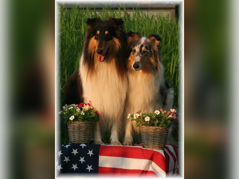 amerikanische Colliewelpen ab September abzugeben Rough Collie VDH