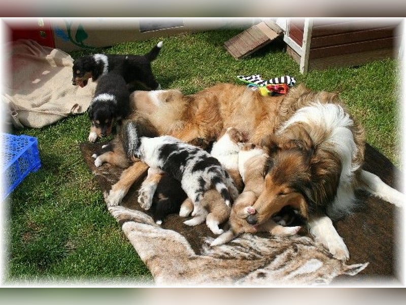 Langhaar Collie Wurf Colliewelpe amerikanische Colliewelpen  in  NRW