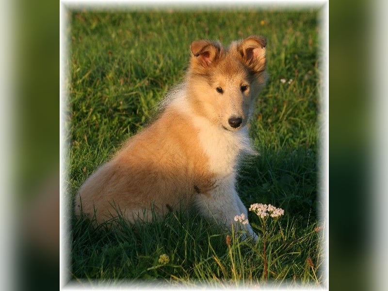 amerikanischer Colliewelpe, Rüdenwelpe, VDH -Papiere, geimpft, gechipt