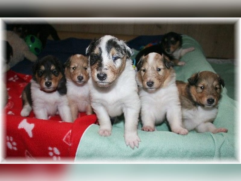 Langhaar Collie Wurf Colliewelpe amerikanische Colliewelpen  in  NRW