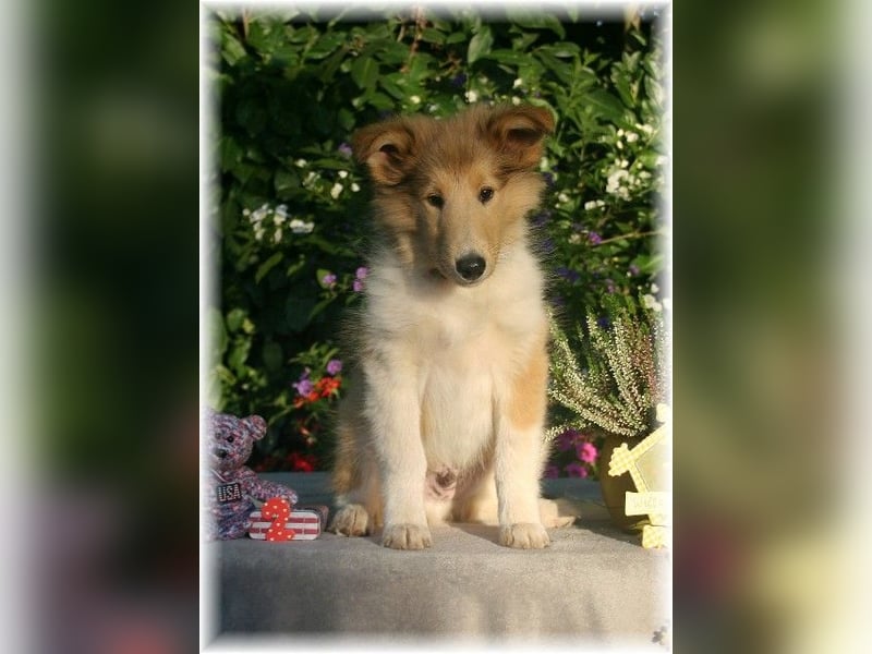 amerikanischer Colliewelpe, Rüdenwelpe, VDH -Papiere, geimpft, gechipt