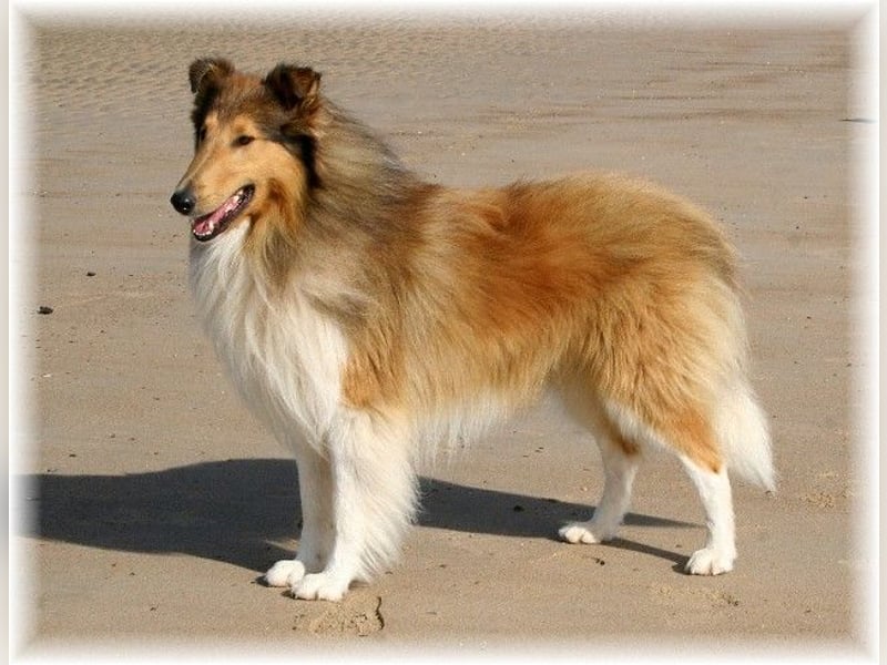 amerikanischer Colliewelpe, Rüdenwelpe, VDH -Papiere, geimpft, gechipt