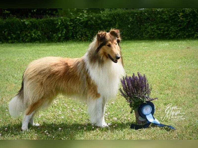 amerikanisch gezogene VDH Colliewelpen sable und tricolor /NRW
