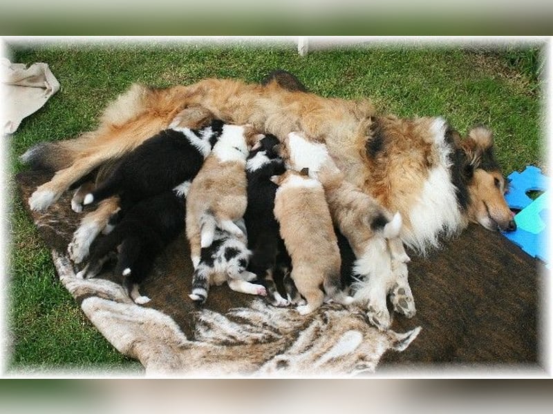 Langhaar Collie Wurf Colliewelpe amerikanische Colliewelpen  in  NRW