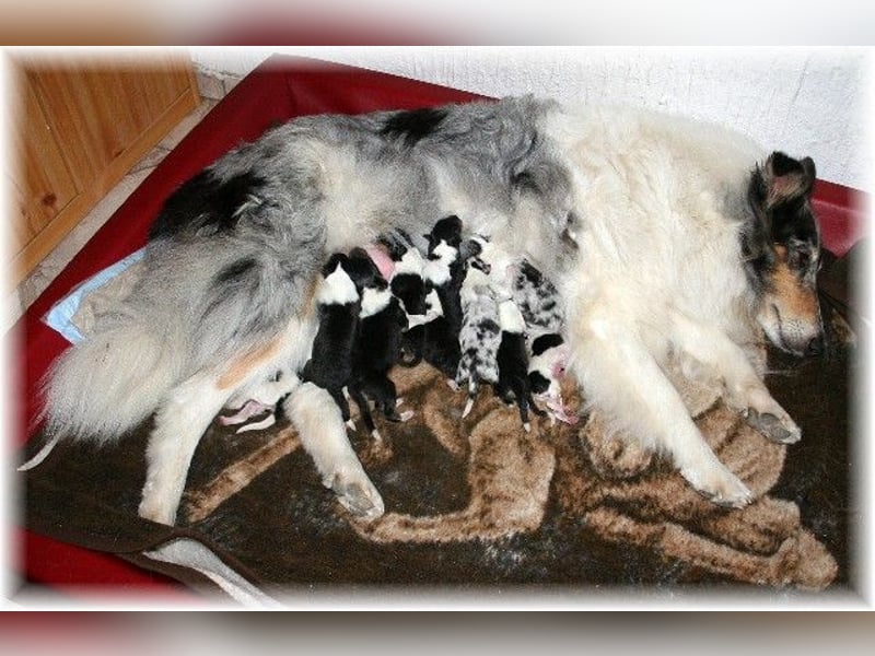 amerikanische Colliewelpen ab September abzugeben Rough Collie VDH