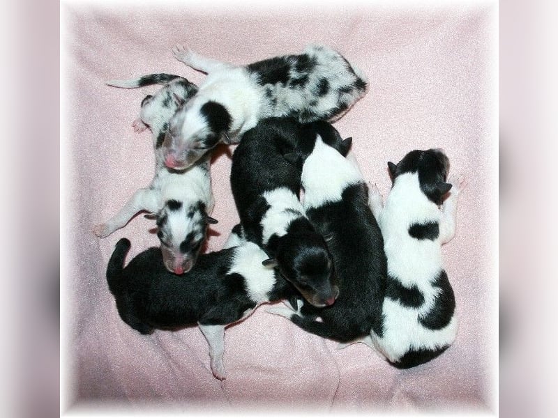 amerikanische Colliewelpen ab September abzugeben Rough Collie VDH