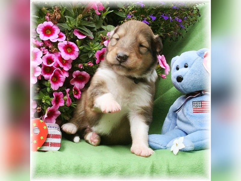 Langhaar Collie Wurf Colliewelpe amerikanische Colliewelpen  in  NRW