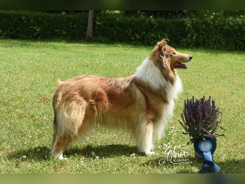 amerikanisch gezogene VDH Colliewelpen sable und tricolor /NRW