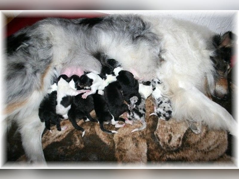 amerikanische Colliewelpen ab September abzugeben Rough Collie VDH