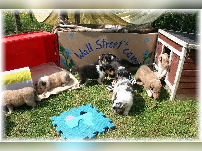 Langhaar Collie Wurf Colliewelpe amerikanische Colliewelpen  in  NRW