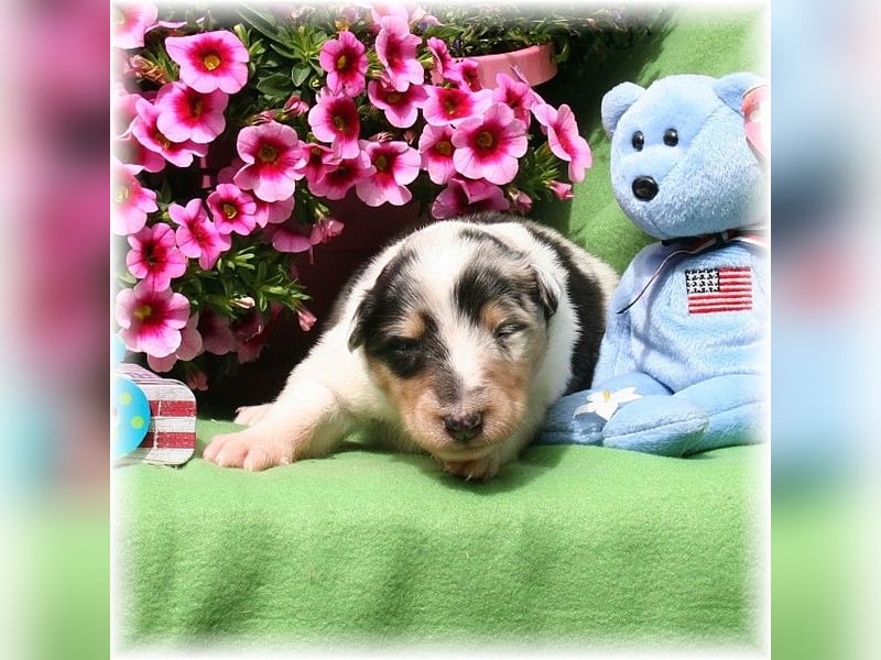 Langhaar Collie Wurf Colliewelpe amerikanische Colliewelpen  in  NRW