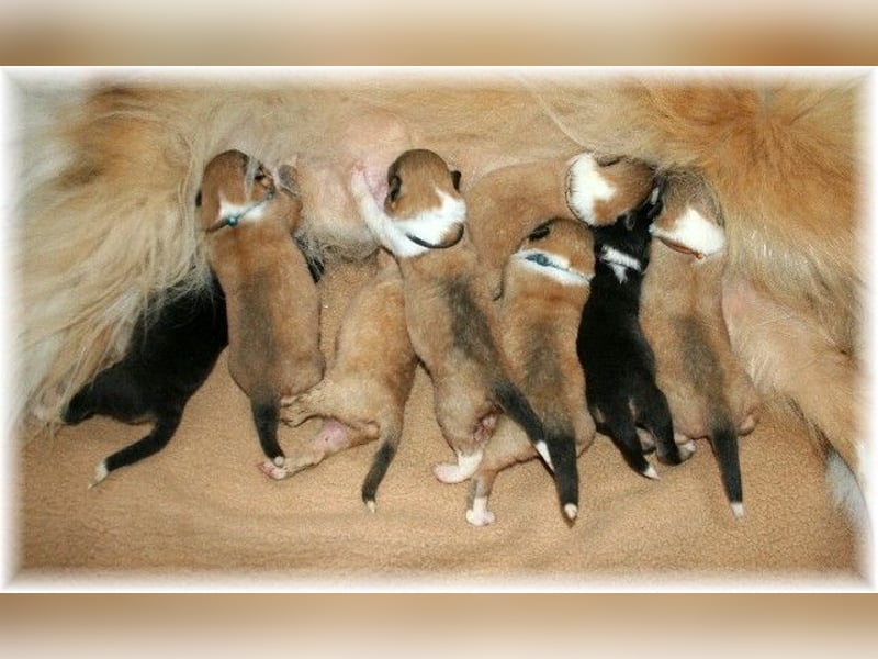 amerikanisch gezogene VDH Colliewelpen sable und tricolor /NRW