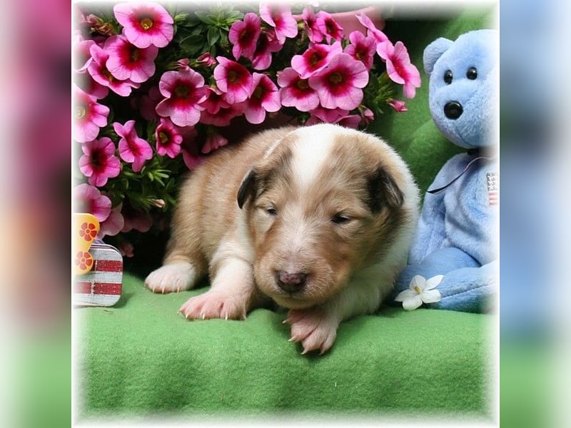 Langhaar Collie Wurf Colliewelpe amerikanische Colliewelpen  in  NRW