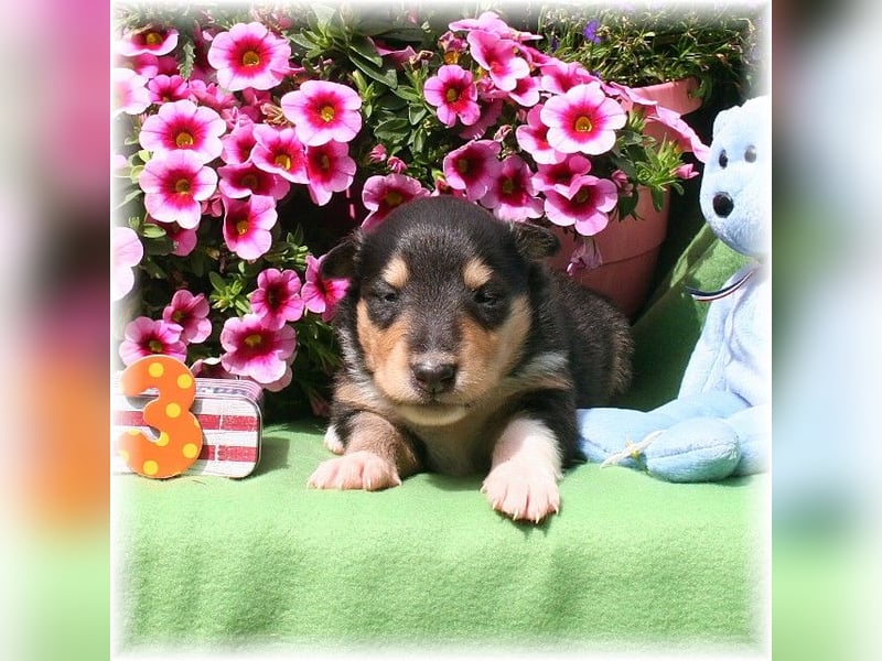 Langhaar Collie Wurf Colliewelpe amerikanische Colliewelpen  in  NRW