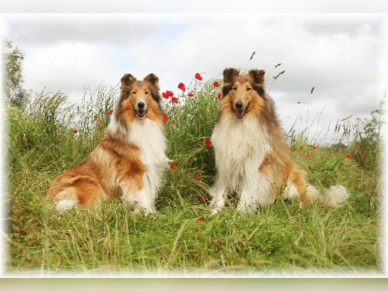 amerikanisch gezogene VDH Colliewelpen sable und tricolor /NRW