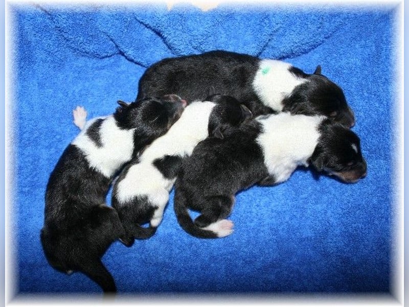 amerikanische Colliewelpen ab September abzugeben Rough Collie VDH