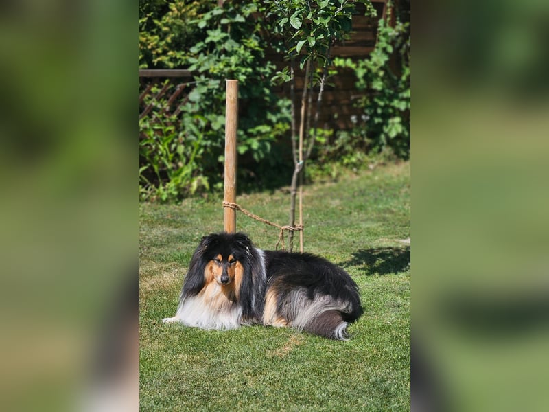 Langhaar Collie Rüde