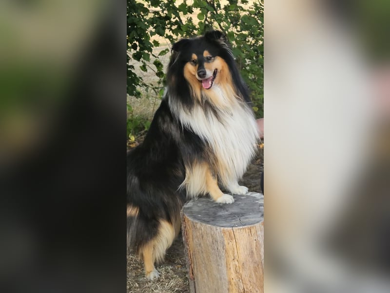 Langhaar Collie Rüde