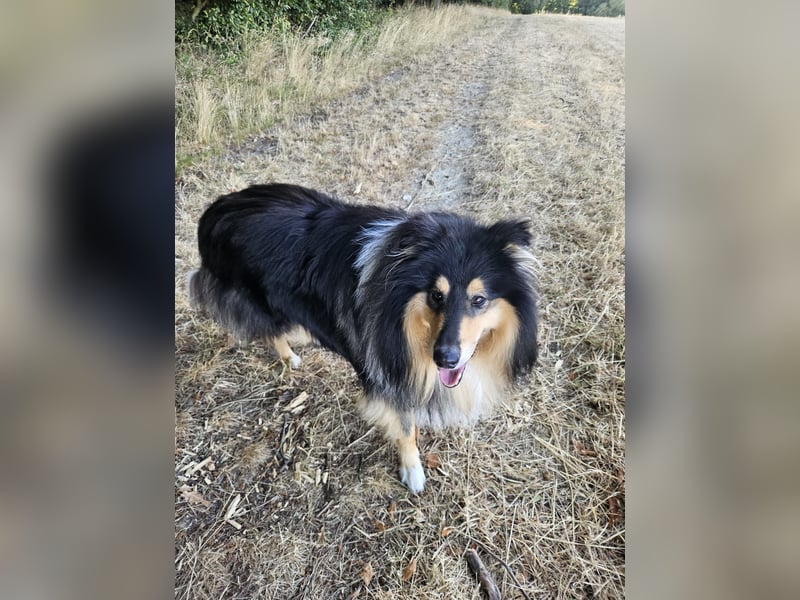 Langhaar Collie Rüde